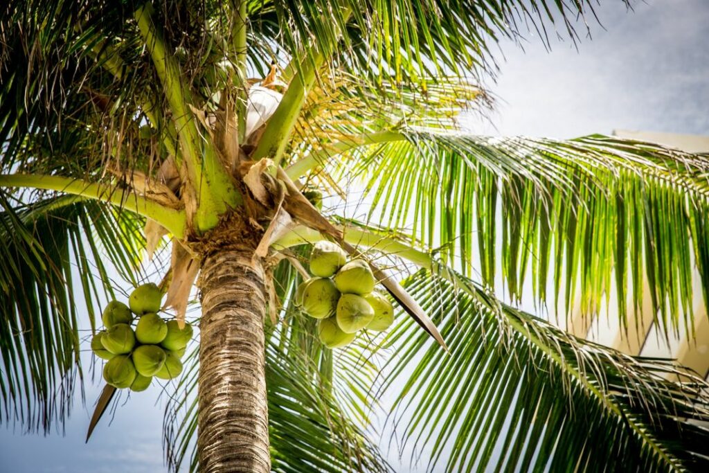kegunaan akar pohon kelapa